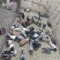 کبوتر بومب ۶۰ عدد