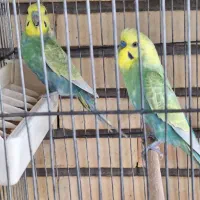 مرغ عشق های رنگین کمانی|پرنده|تهران, قصر فیروزه ۱|دیوار