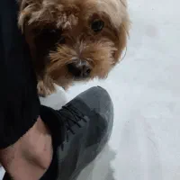 سگ پاکوتاه گم شده مژدگانی ۲۰ میلیونی