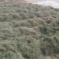 یونجه چین آخر