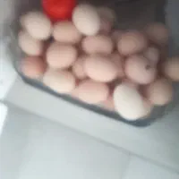 تخم مرغ محلی نطفه دار