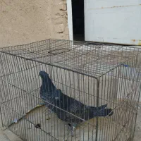 کبوتر|پرنده|نطنز, |دیوار