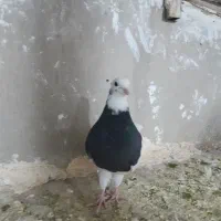 ۴ عدد طوقی نر درجه یک یک|پرنده|نورآباد, |دیوار