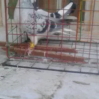 پلنگ و ساده..