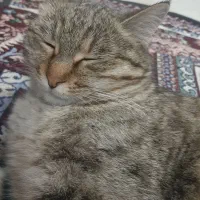 گربه واگذار