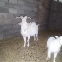 نری سانن اصل