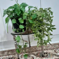 گلهای زیبا|گل و گیاه طبیعی|کوهدشت, |دیوار