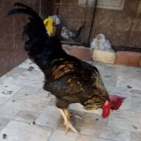 خروس|حیوانات مزرعه|زاهدان, |دیوار
