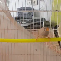 فنج ماده آهوی به شرط تخم و جوجه