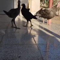 3عدد لاری نژاد دار سالم و سرحال|حیوانات مزرعه|گنبد کاووس, |دیوار