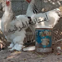 تخم برهما لایت رومانی اصل|حیوانات مزرعه|رشت, جانبازان|دیوار