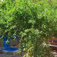 اتاق سنتی در قلب شهر نزدیک مکانهای تاریخی|اجارهٔ کوتاه‌مدت آپارتمان و سوئیت|شیراز, بازار|دیوار