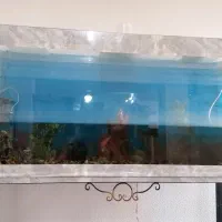 آکواریوم با تجهیزات|ماهی|شاهینشهر, شهرک ردانی پور|دیوار