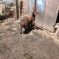 بره