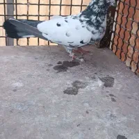 جفت پرشی|پرنده|تهران, دردشت|دیوار