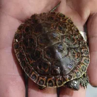 ماهی پمپ هوا آنجل|ماهی|گلبهار, شهر جدید گلبهار|دیوار