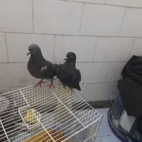 یک جفت کفتر نر وماده زاغ|پرنده|قم, امامزاده ابراهیم|دیوار