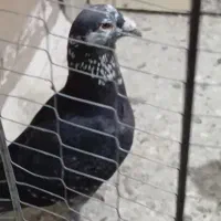 ابلغ سیاه کله برنجی