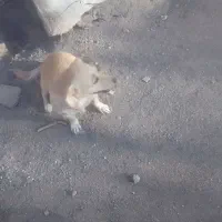 سگ ماده گمشده|حیوانات|رفسنجان, |دیوار