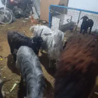 بره نر|حیوانات مزرعه|رباط‌کریم, رباط‌کریم|دیوار