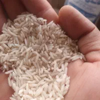 برنج شیرودی