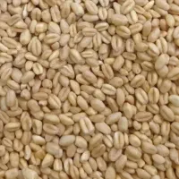 گندم آبی