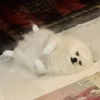 استخدام خانم جهت امور منزل