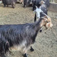 27راس بز جوان  درجه یک