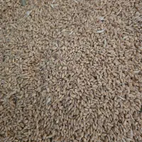 بذر گندم آبی پیشگام اصلاح شده و بسیار تمیز|عمده‌فروشی|تویسرکان, |دیوار