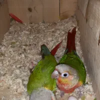 گرینچیک دبل ردمولد فیلم موجود
