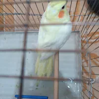 عروس هلندی نر لوتیتو ۷ماهه|پرنده|قم, شاه ابراهیم|دیوار