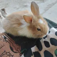 نینی های پشمالویی خرگوش