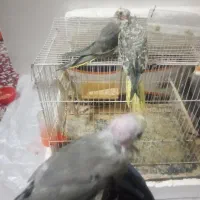 عروس هلندی جوجه|پرنده|تربت‌حیدریه, میدان مرکزی|دیوار