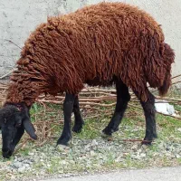 سه راس گوسفند افشاری آبستن جوان