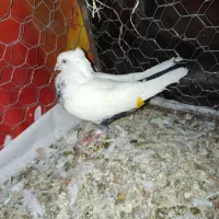 کبوتر دم سیاه نر|پرنده|ضیاء آباد, |دیوار