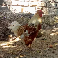 خروس محلی