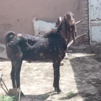 نر بز پاکستانی. پلنگی.