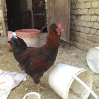 خروس درشت جوان