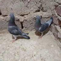 کبوترمسافتی