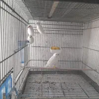 فروش تعدادی قناری موزاییکی، یلو، وایت