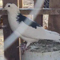 فروش کبوتر ریش