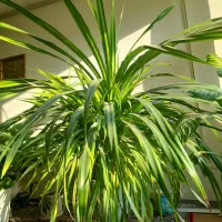 تعدادی گل زیبا وبزرگ