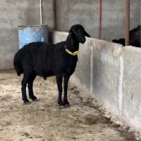 قوچ همو قره قزل