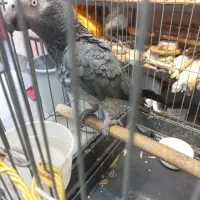 کاسکو دم شکلاتی