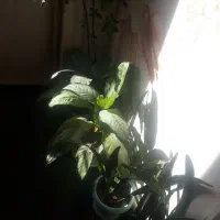 آپارتمان-مسکن-مهر-بستان-آباد-فروش-فوری