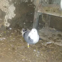 کبوتر