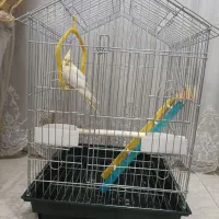 عروس هلندی با قفس