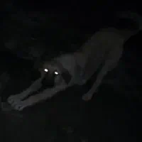 پژدر مخصوص خاص پسند