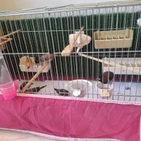 * فنچ بنگالی *|پرنده|کرج, چهارصد دستگاه|دیوار