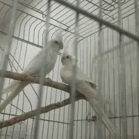 جفت مولد عروس هلندی آلبینو بالغ و اماده چشم شرابی|پرنده|گلستان (تهران), |دیوار